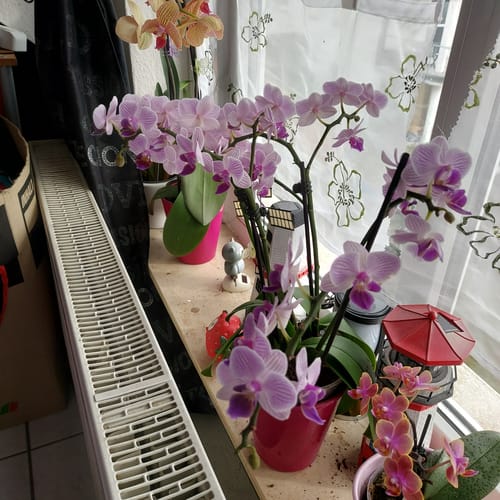 Customer photo review of Große Two of Us Azur mit lila-blauen Blüten und 4 Stielen