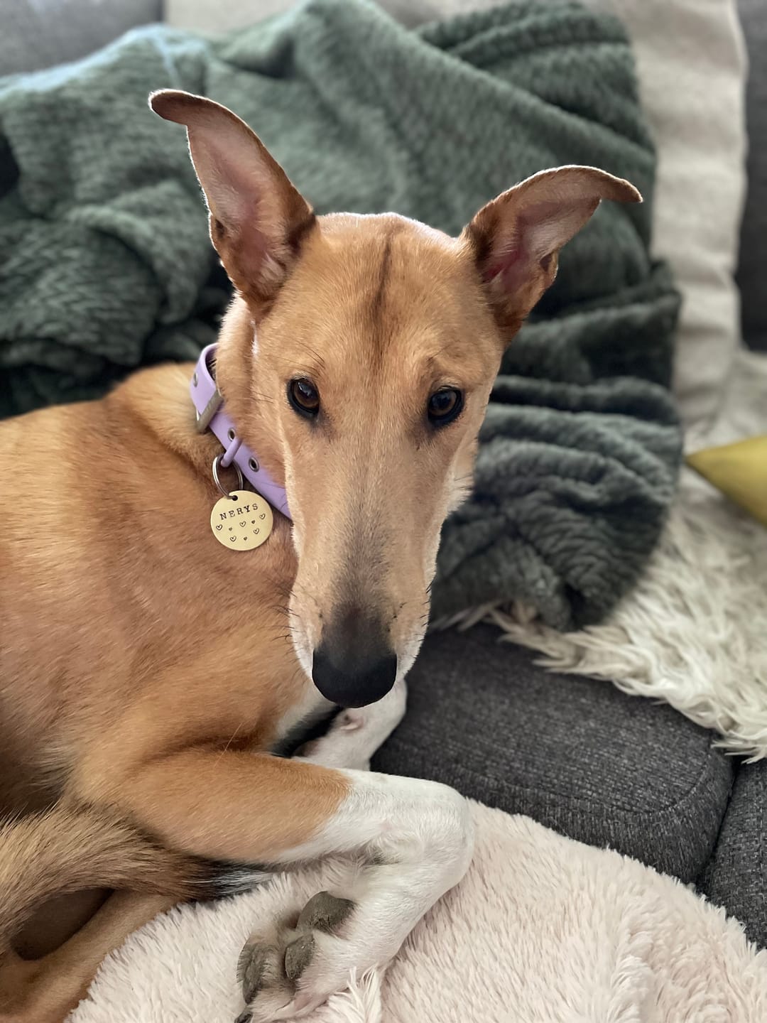 Customer photo review of Hand Stamped Pet ID Tag