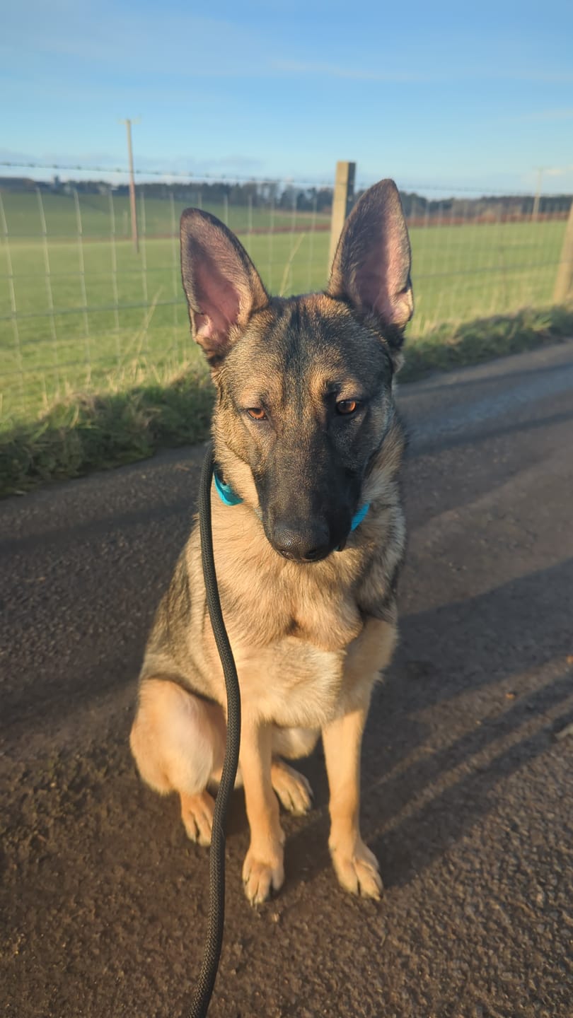 Customer photo review of 5cm Combat® Collar | With Handle & Rated Clip - Light Blue v2.0