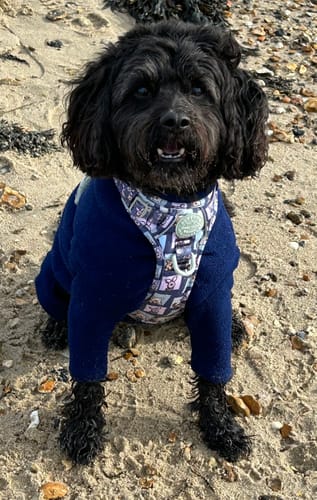 Customer photo review of Tough Trails™ Harness -  Winnie + Friends