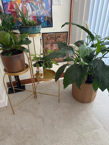 Customer photo review of Houseplant Insecticide w/ Neem