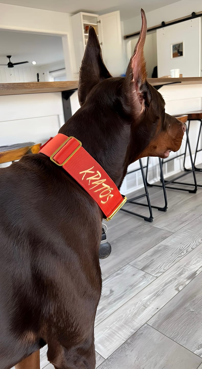 Customer photo review of 2" Tacti Luxe Dog Collar - Gold Cognac