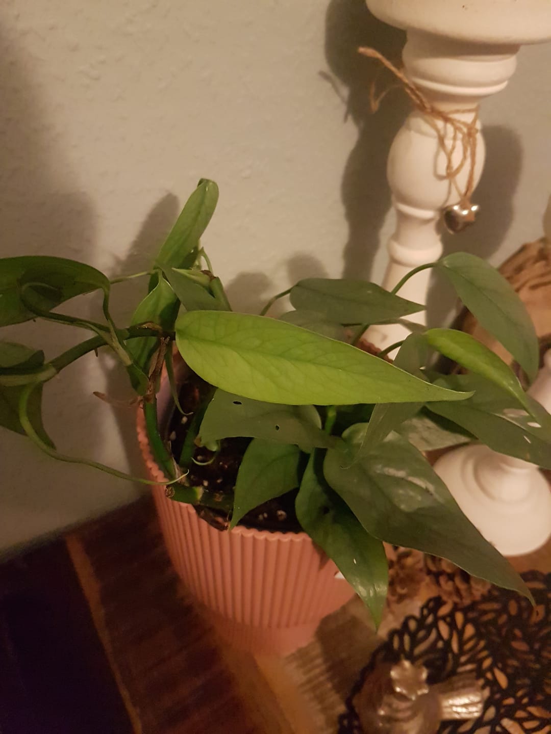 Customer photo review of EPIPREMNUM CEBU BLUE