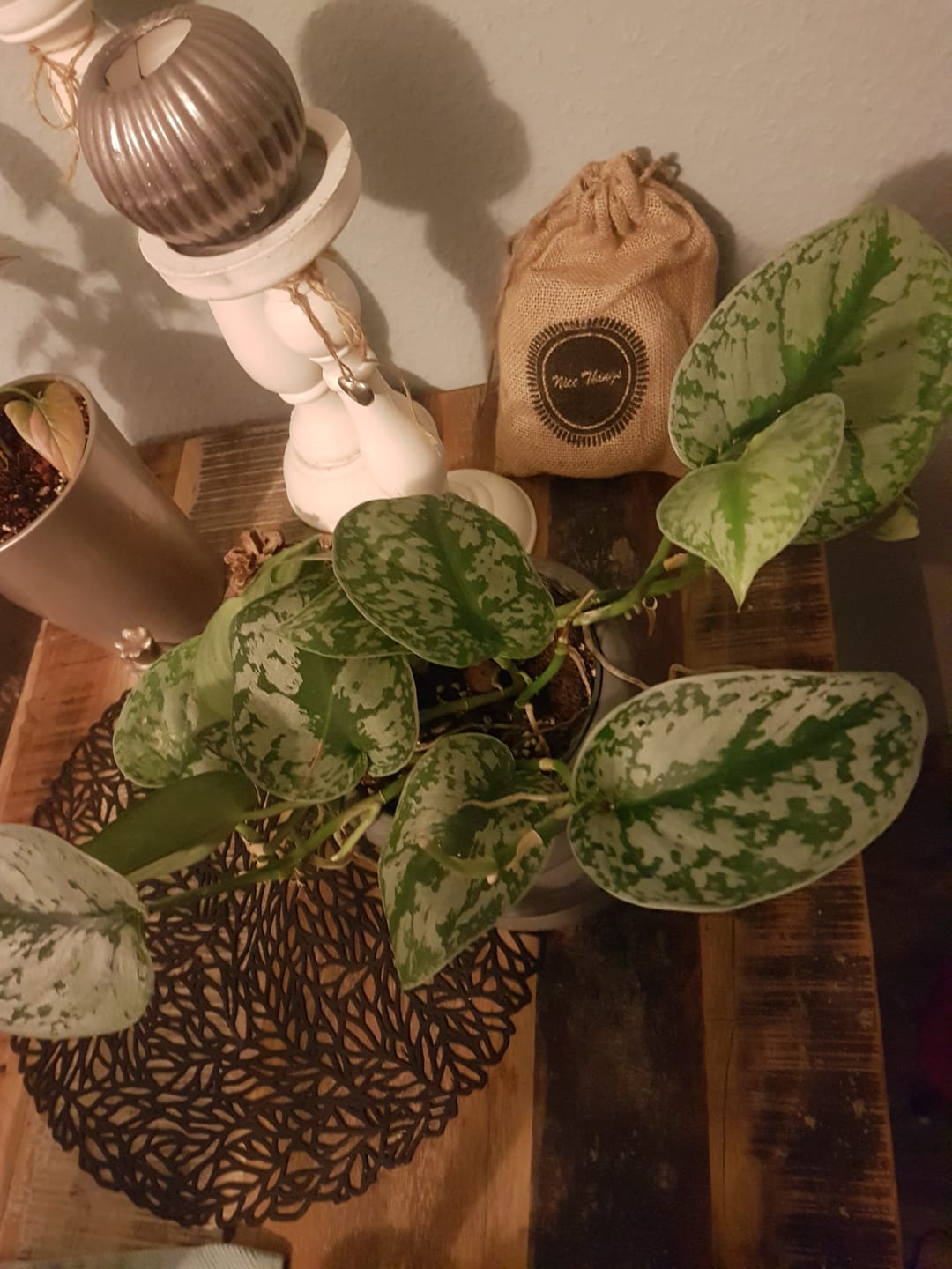Customer photo review of SCINDAPSUS TREBIE BIG LEAF