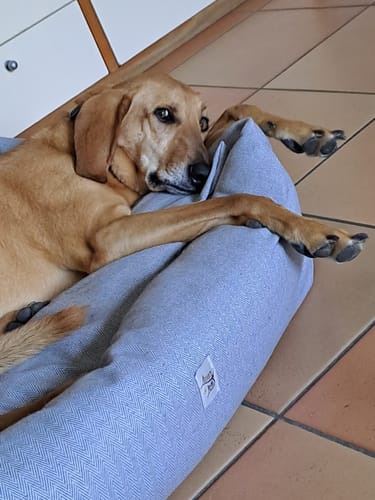 Customer photo review of Divanetto Cotone Urban Stampato