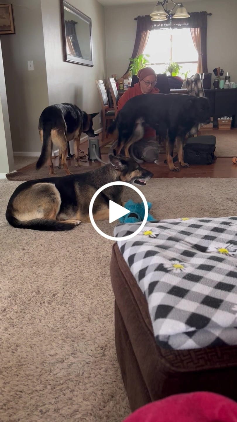 Customer video review of Carrying Case for furMe Grooming Vacuum
