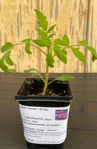 Customer photo review of Ace 55 Bush Tomato Seeds