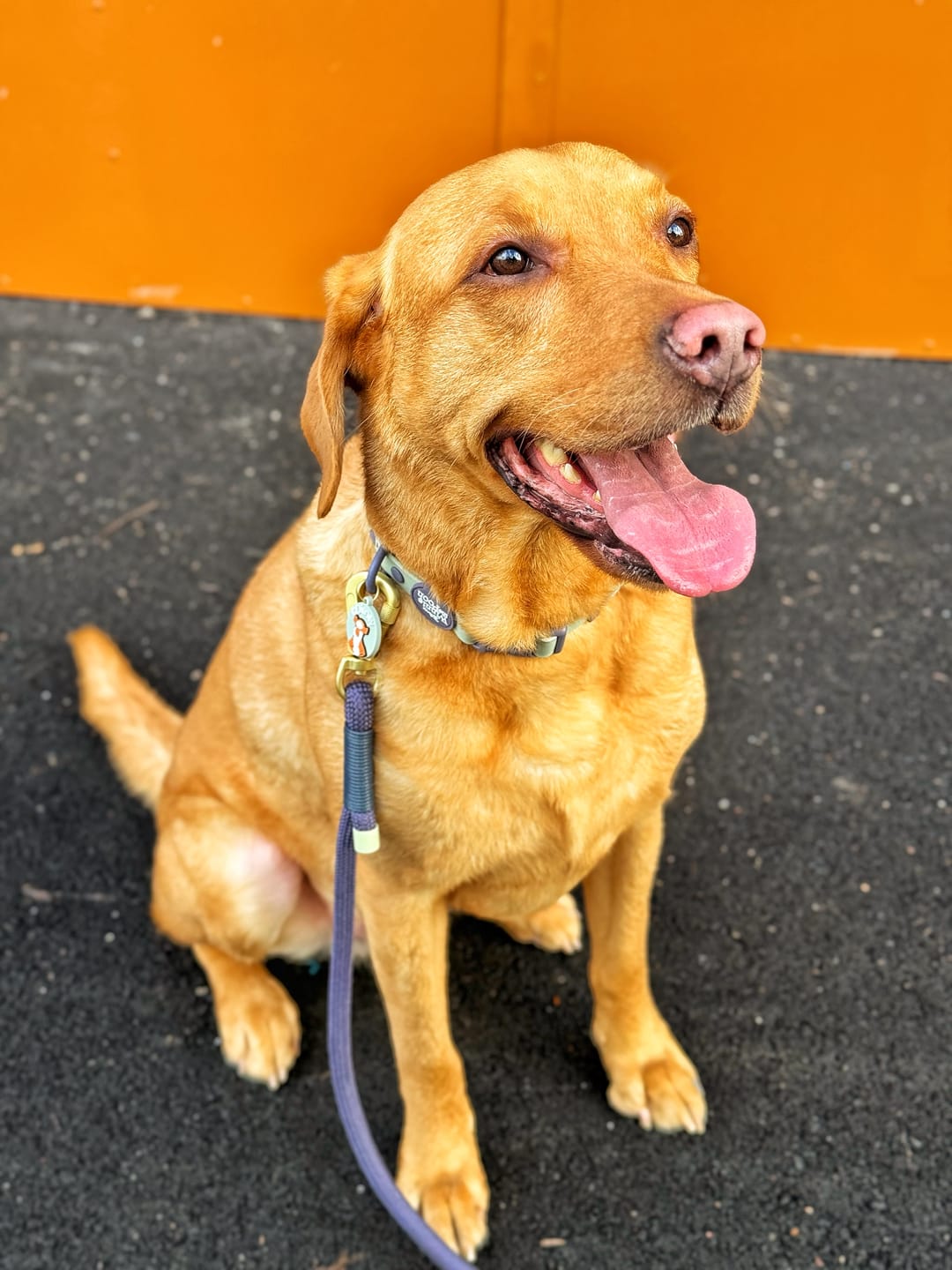 Customer photo review of Waterproof Collar - Winnie + Friends
