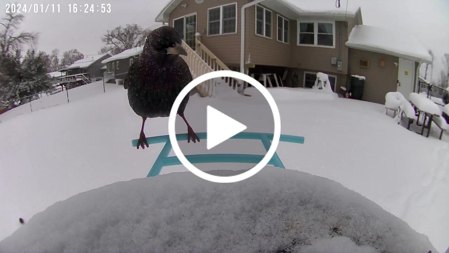 Customer video review of Birdfy Bird Seed Guard