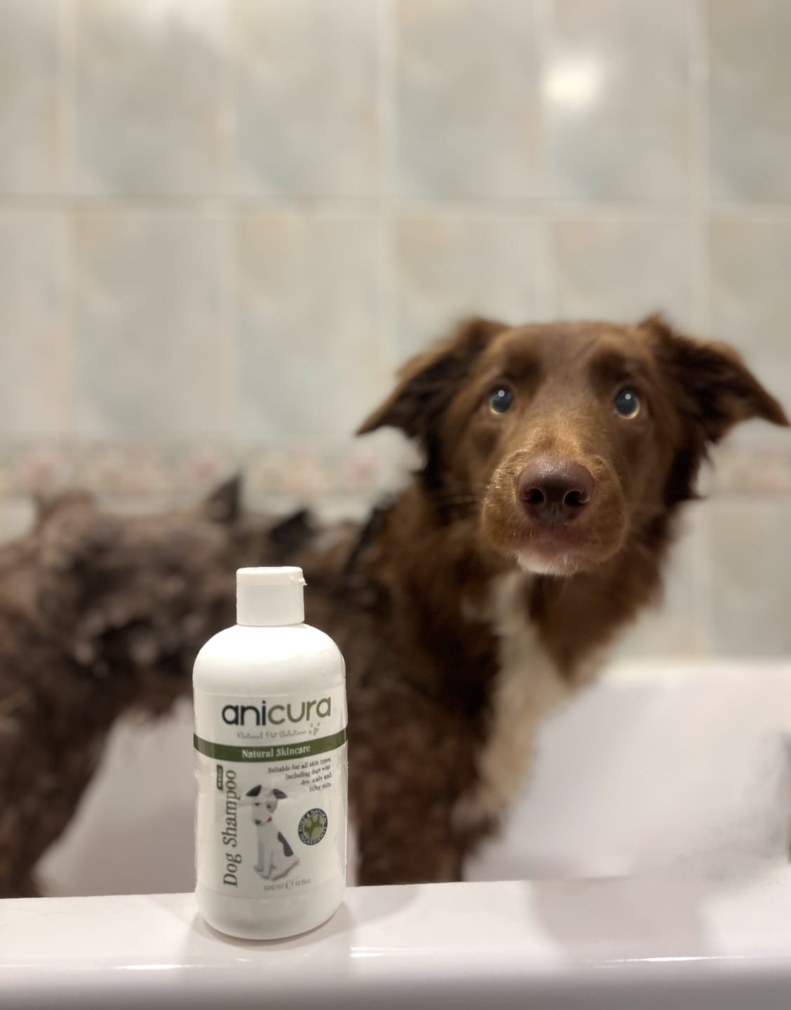 Customer photo review of Dog Skin Rescue Bundle