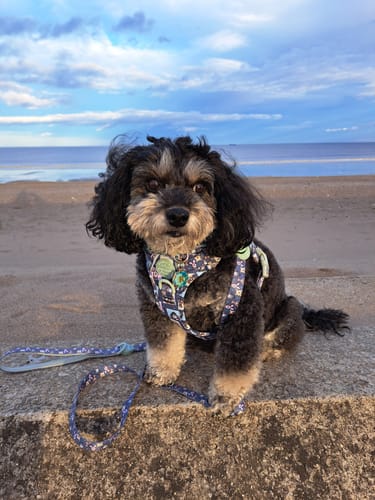 Customer photo review of Tough Trails™ Harness -  Winnie + Friends