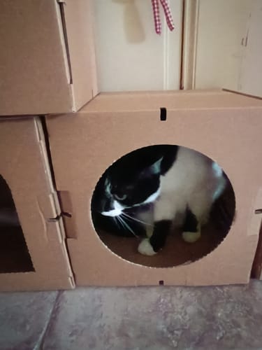 Customer photo review of Katzenhaus Superior Castle - braun