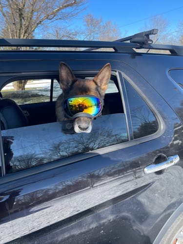 Customer photo review of Adjustable Dog Goggles (Doggles)