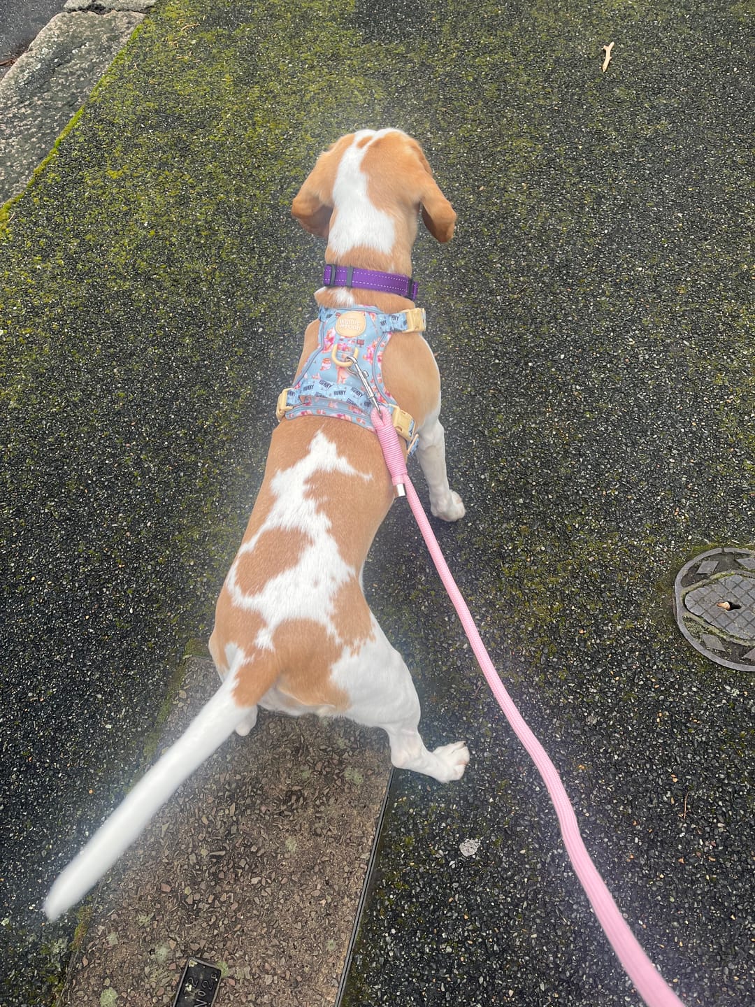 Customer photo review of Tough Trails™ Harness - Winnie The Pooh
