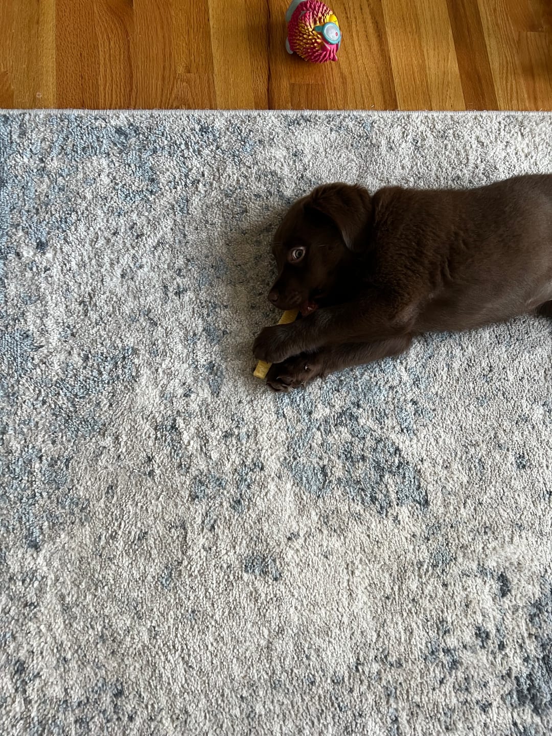 Customer photo review of Himalayan Yak Chew (SMALL)