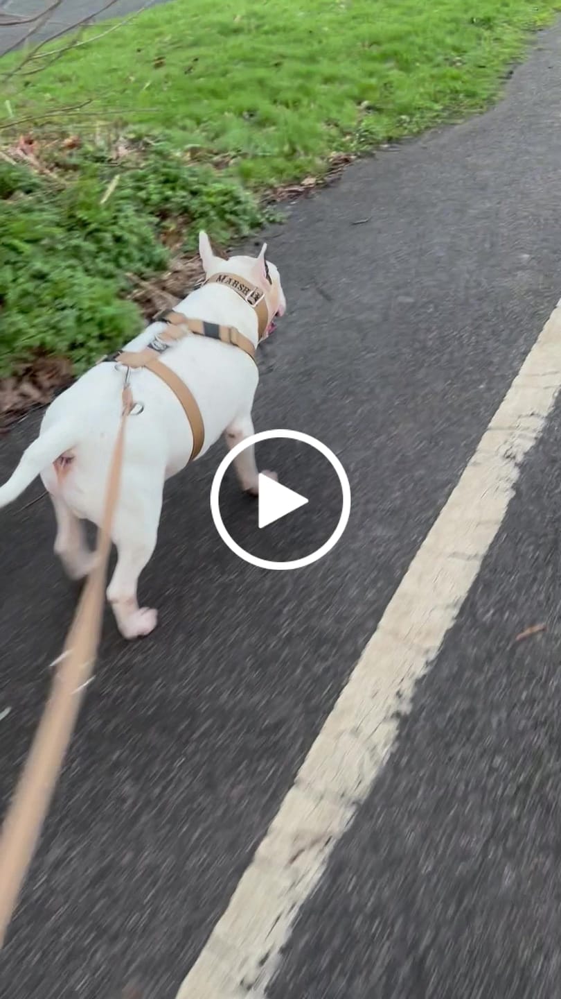 Customer video review of Double Ended Training Lead | All Breeds - Durable & Soft 2m Lead - Military Tan