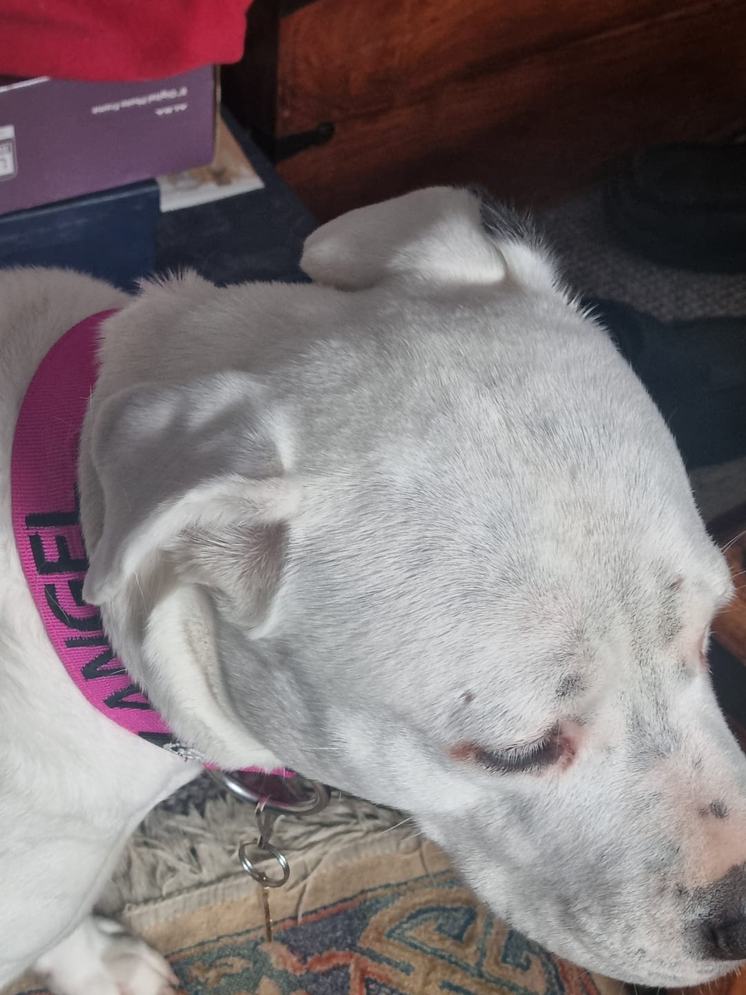 Customer photo review of 4cm Combat® Collar | Rated Clip - NO HANDLE - Magenta v2.0