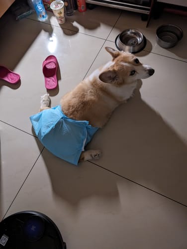 Customer photo review of [8包組/箱] Alphapets 加厚款寵物尿布墊1.4kg S / M / L