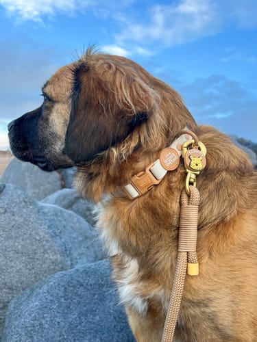 Customer photo review of Waterproof Collar - Winnie The Pooh