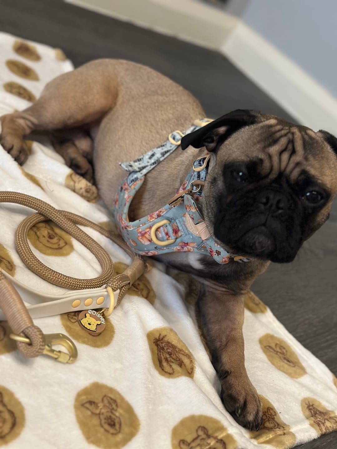 Customer photo review of Tough Trails™ Harness - Winnie The Pooh