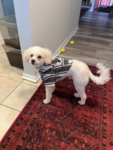 Customer photo review of Playa Poncho - Surprise Color