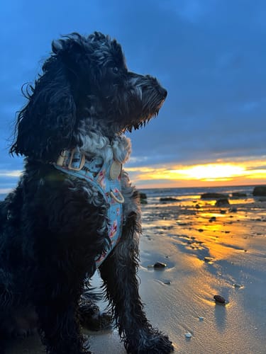 Customer photo review of Tough Trails™ Harness - Winnie The Pooh