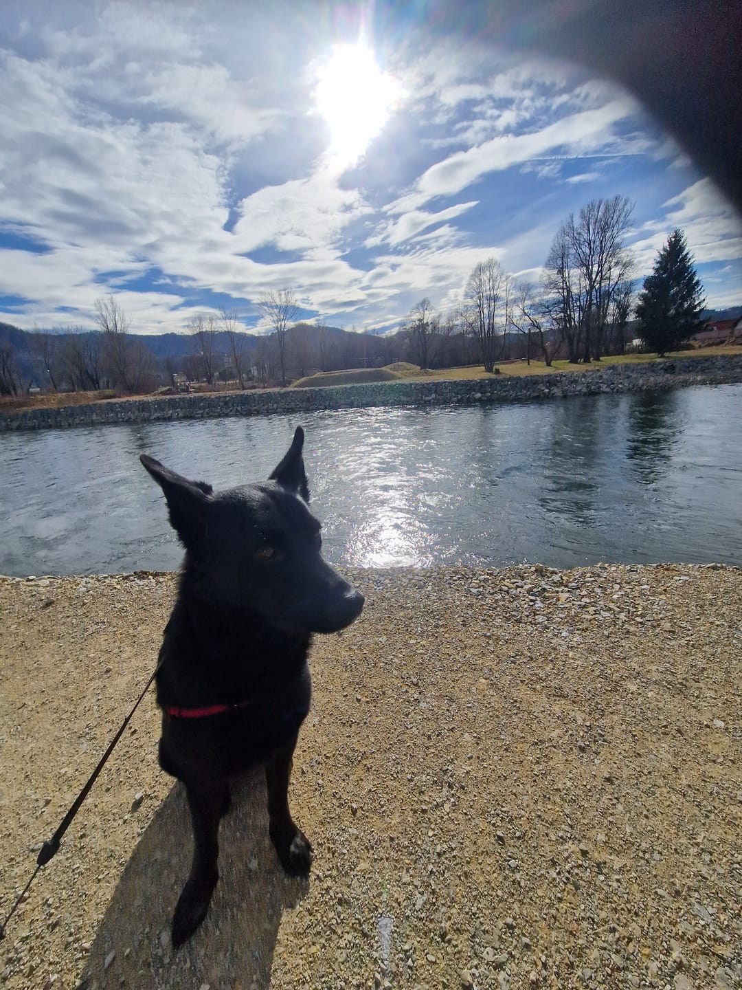 Customer photo review of DNA Test Rassebestimmung Basic Hund
