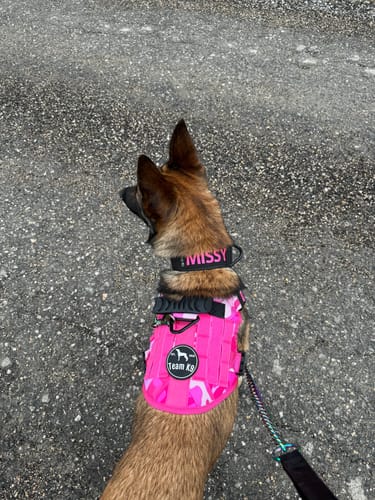 Customer photo review of Classic Heavy-Duty Tactical No-Pull Team K9™ Dog Harness With Front & Back D-Rings, Quick-Release Metal-Buckles, Hook & Loop Panels, & Top Handle