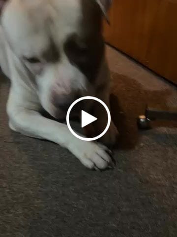 Customer video review of MIX FLAVORED CHEWS (PACK OF 4)