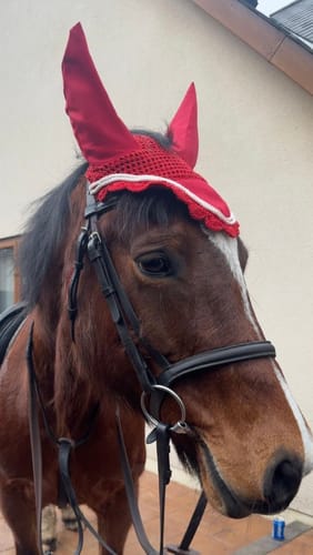 Customer photo review of Rhinegold Fly Veil / Noise Muffler