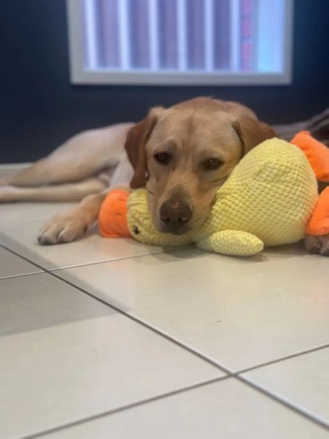 Customer photo review of Calming Duck
