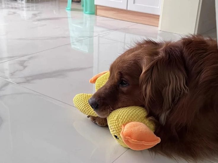 Customer photo review of Calming Duck