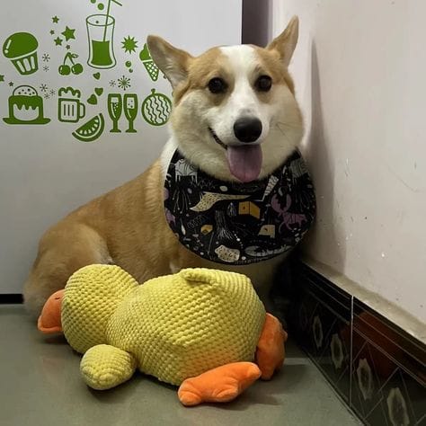 Customer photo review of Calming Duck