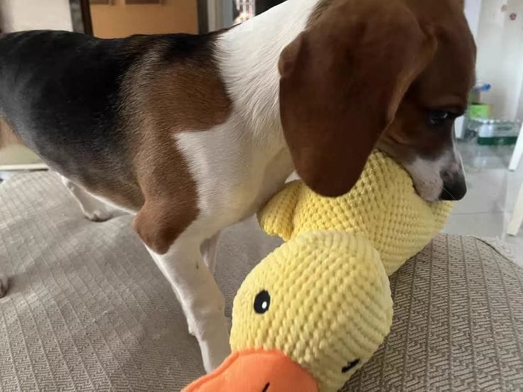 Customer photo review of Calming Duck