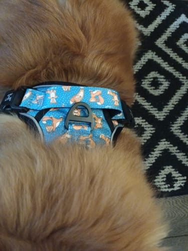 Customer photo review of Trail & Glow® Dog Harness - Foxy Yoga