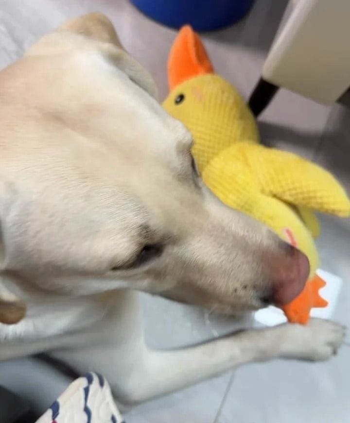 Customer photo review of Calming Duck