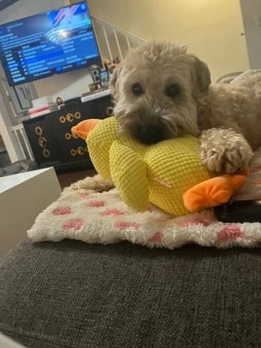 Customer photo review of Calming Duck