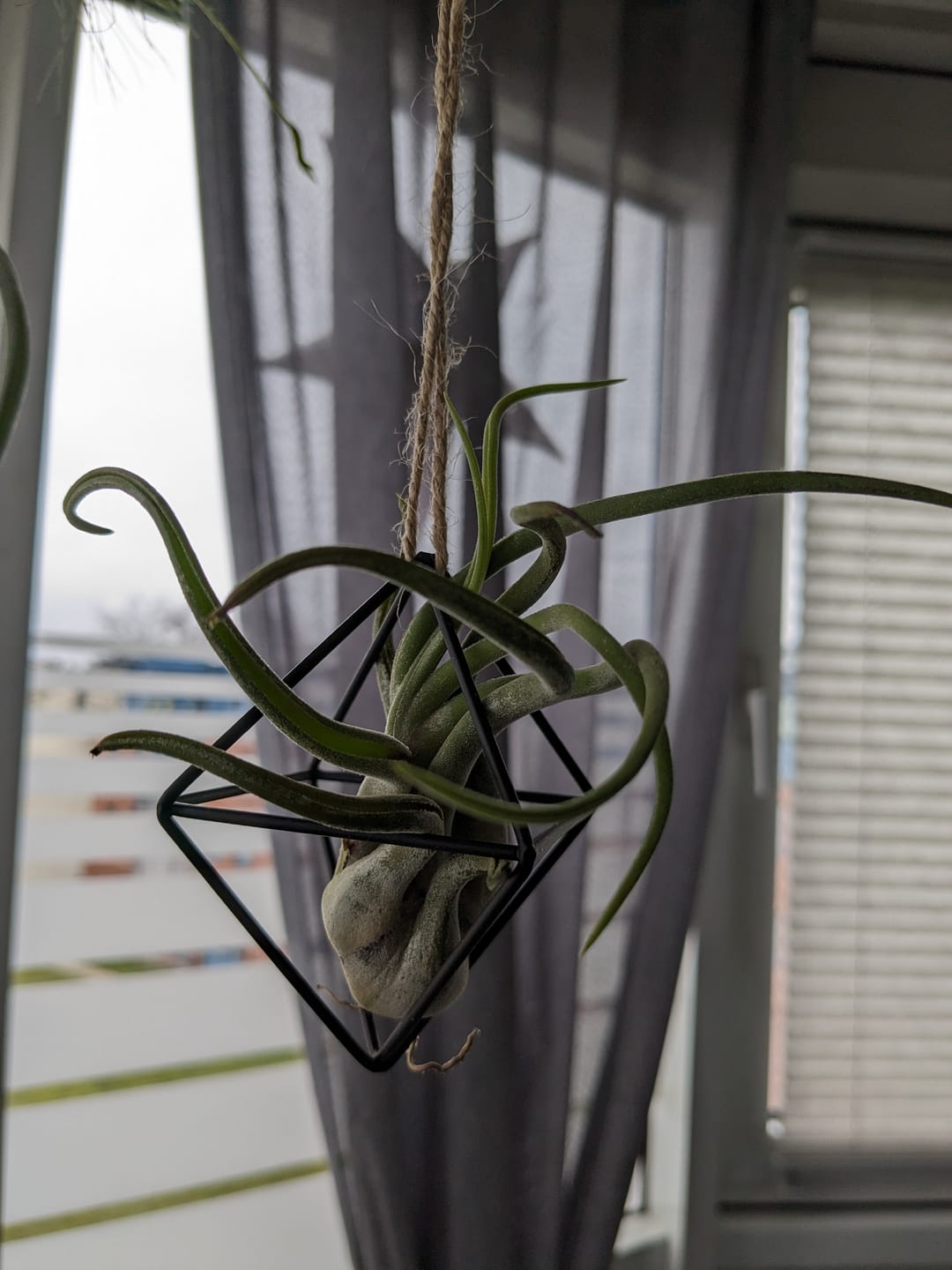 Customer photo review of Tillandsia caput medusae