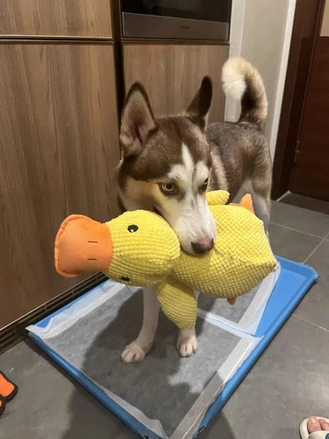 Customer photo review of Calming Duck