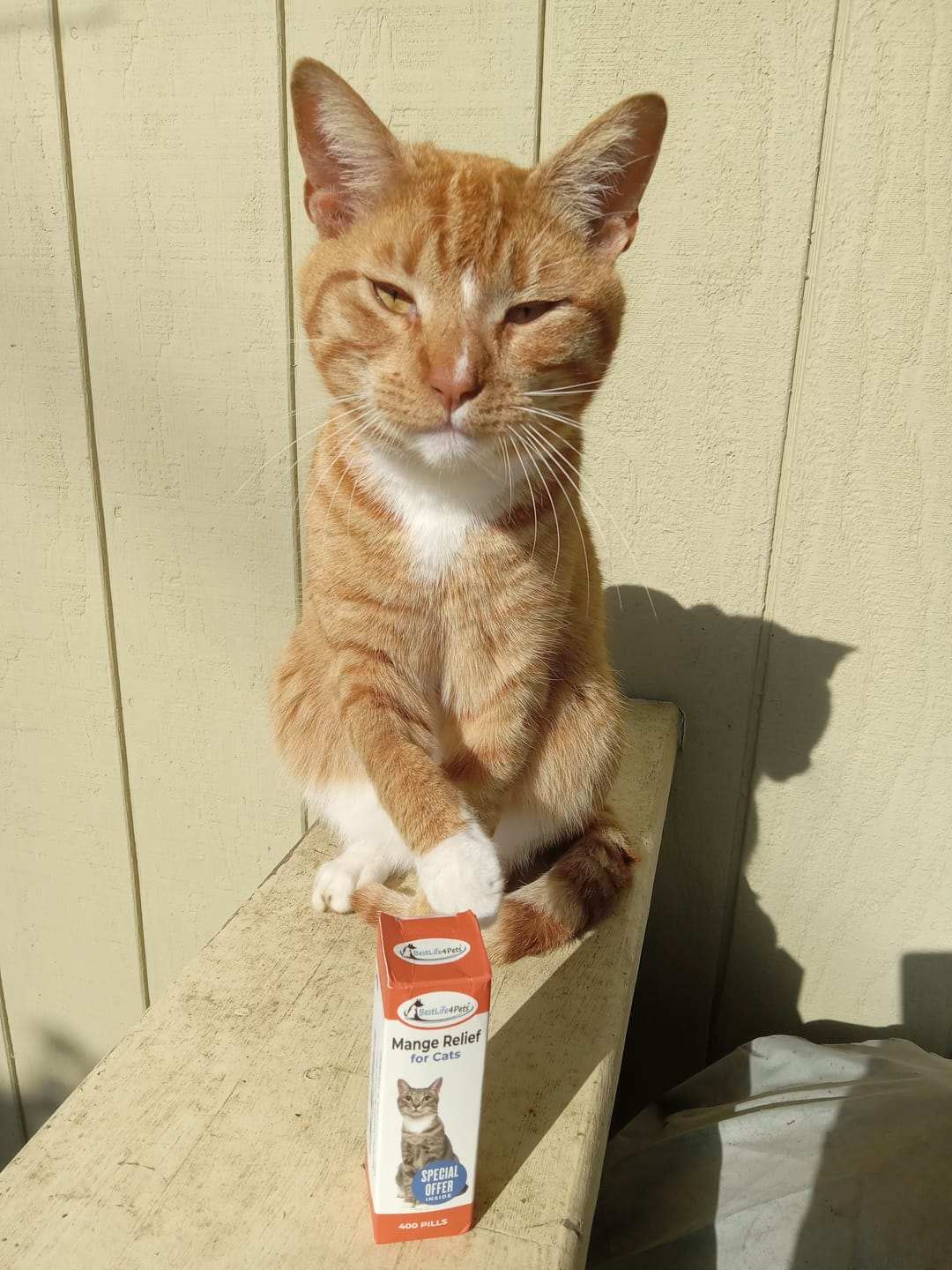 Customer photo review of Mange Treatment for Cats - Treats Feline Sarcoptic & Demodectic Mange, Scabies & Ear Mites