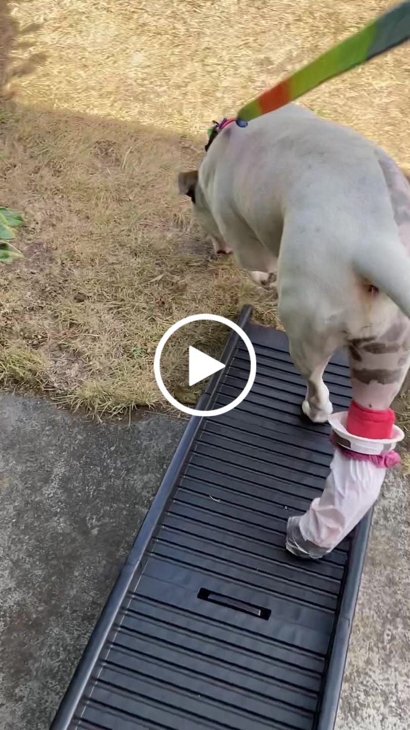 Customer video review of PaWz Dog Foldable Portable Ramp Pet Car Travel
