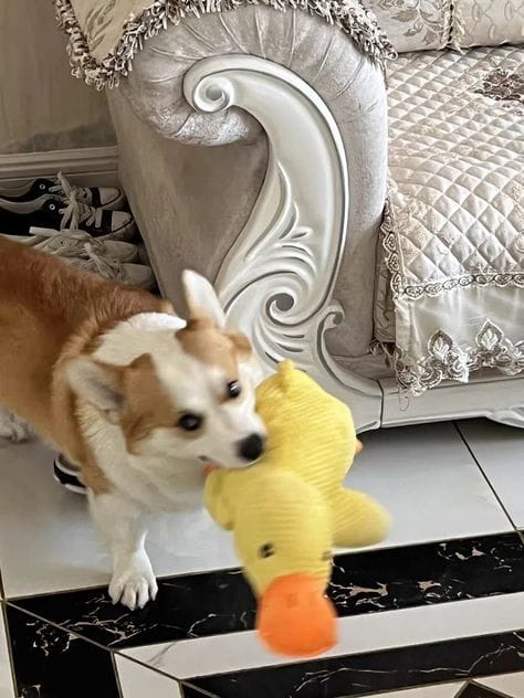 Customer photo review of Calming Duck