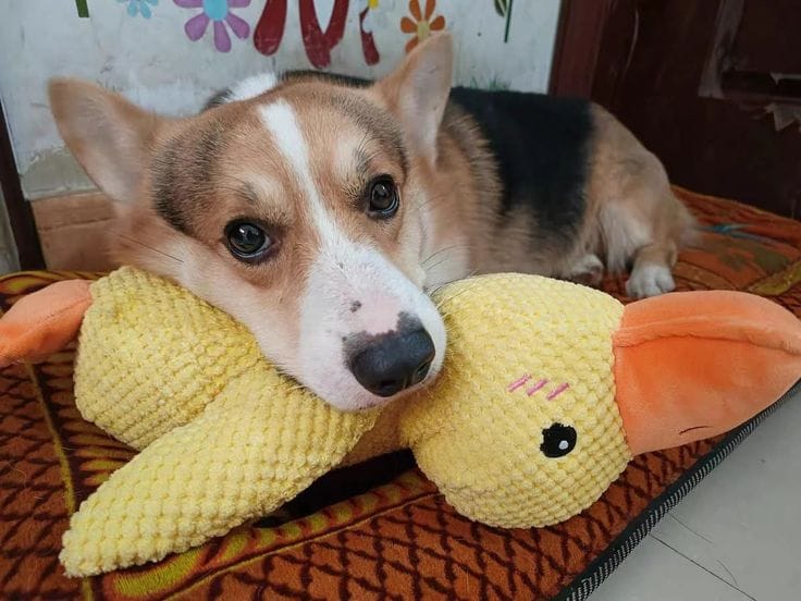 Customer photo review of Calming Duck