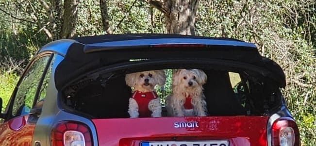 Customer photo review of OMNi-BiOTiC® CAT & DOG