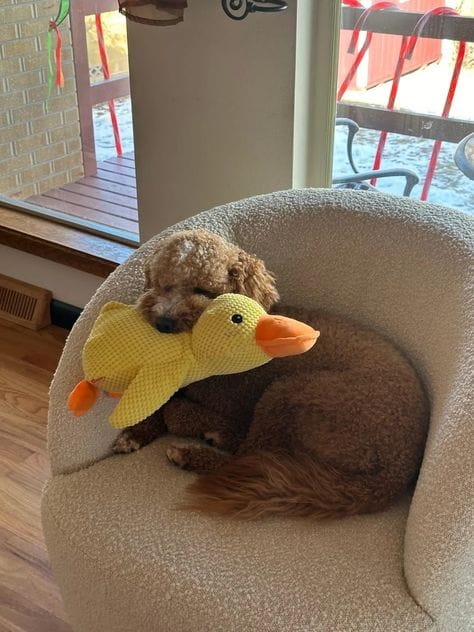Customer photo review of Calming Duck