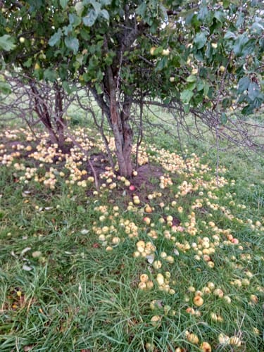 Customer photo review of Abavas Meži, ābolu-aroniju sidrs