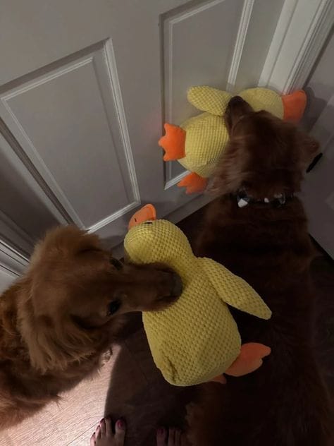Customer photo review of Calming Duck
