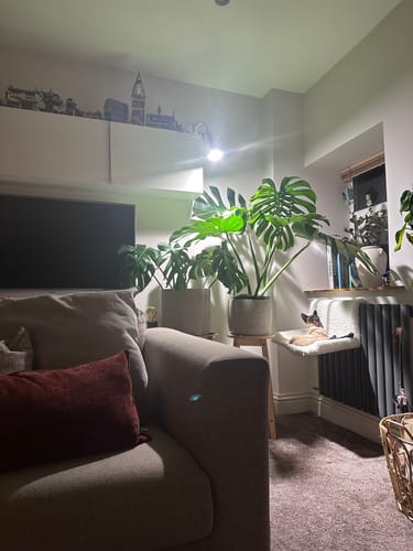 Customer photo review of Pianta Grow Light and Stelo Clip-On Bulb Holder Bundle