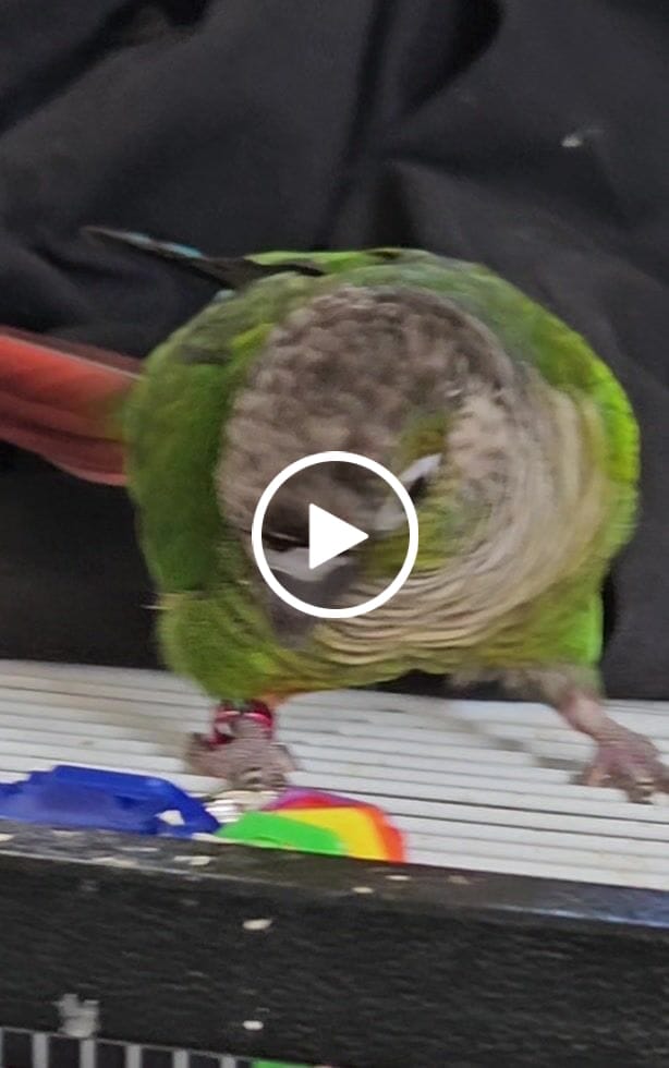 Customer video review of Plastic Birdie Keys - 24 Pack