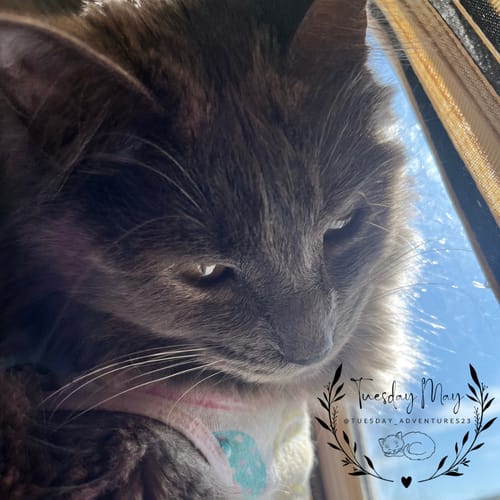 Customer photo review of Paté Variety Pack, 2.8-oz, Case of 12